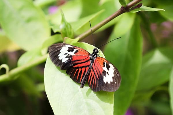 A butterfly on a green leaf.