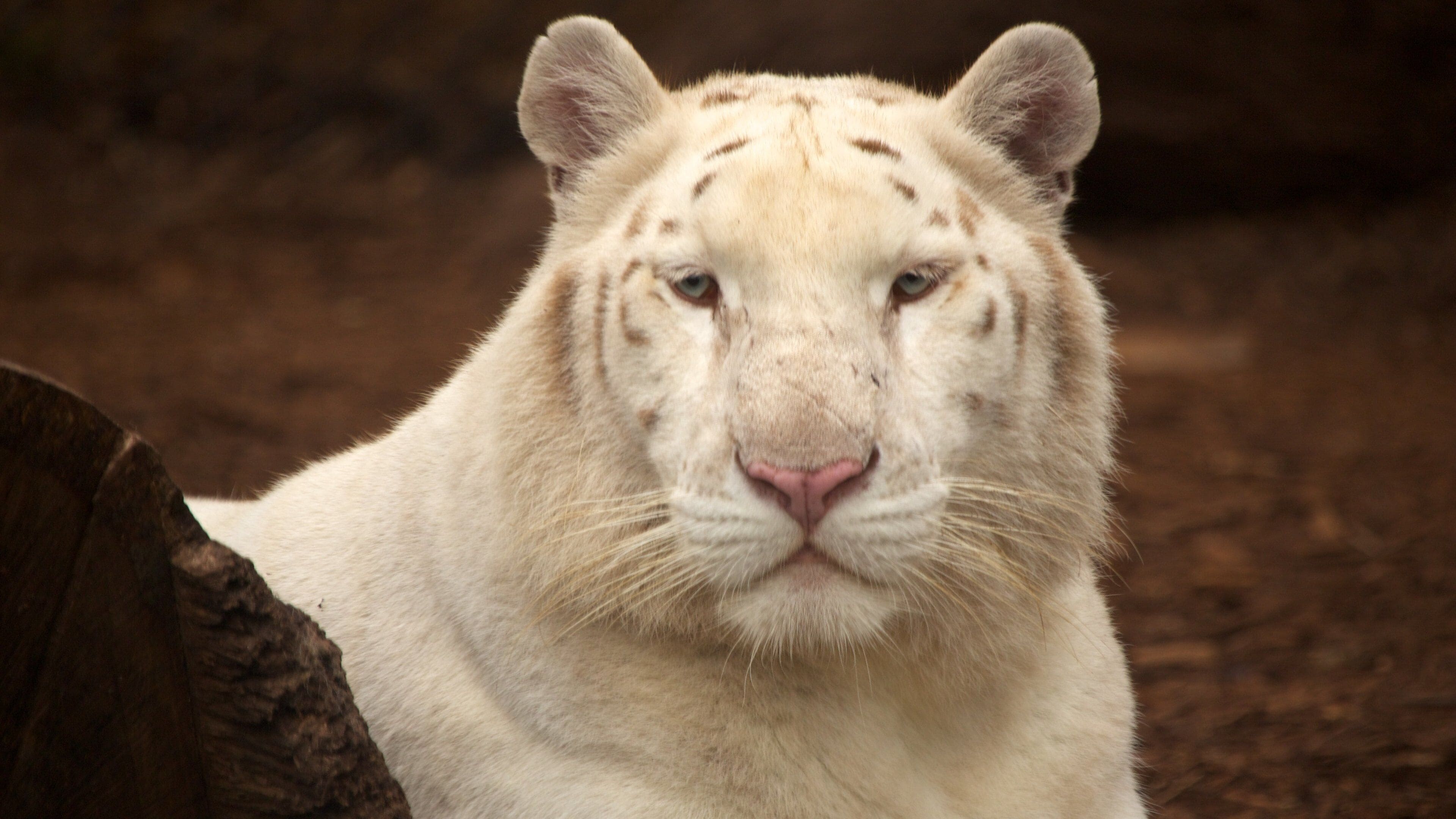 Jungle Island fasiliteter samt dyrehagedyr og farlige dyr