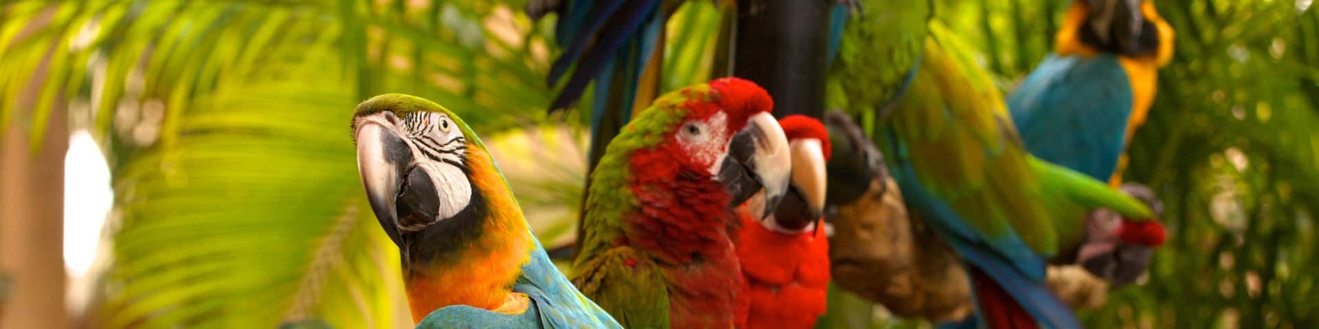 Jungle Island featuring bird life and zoo animals