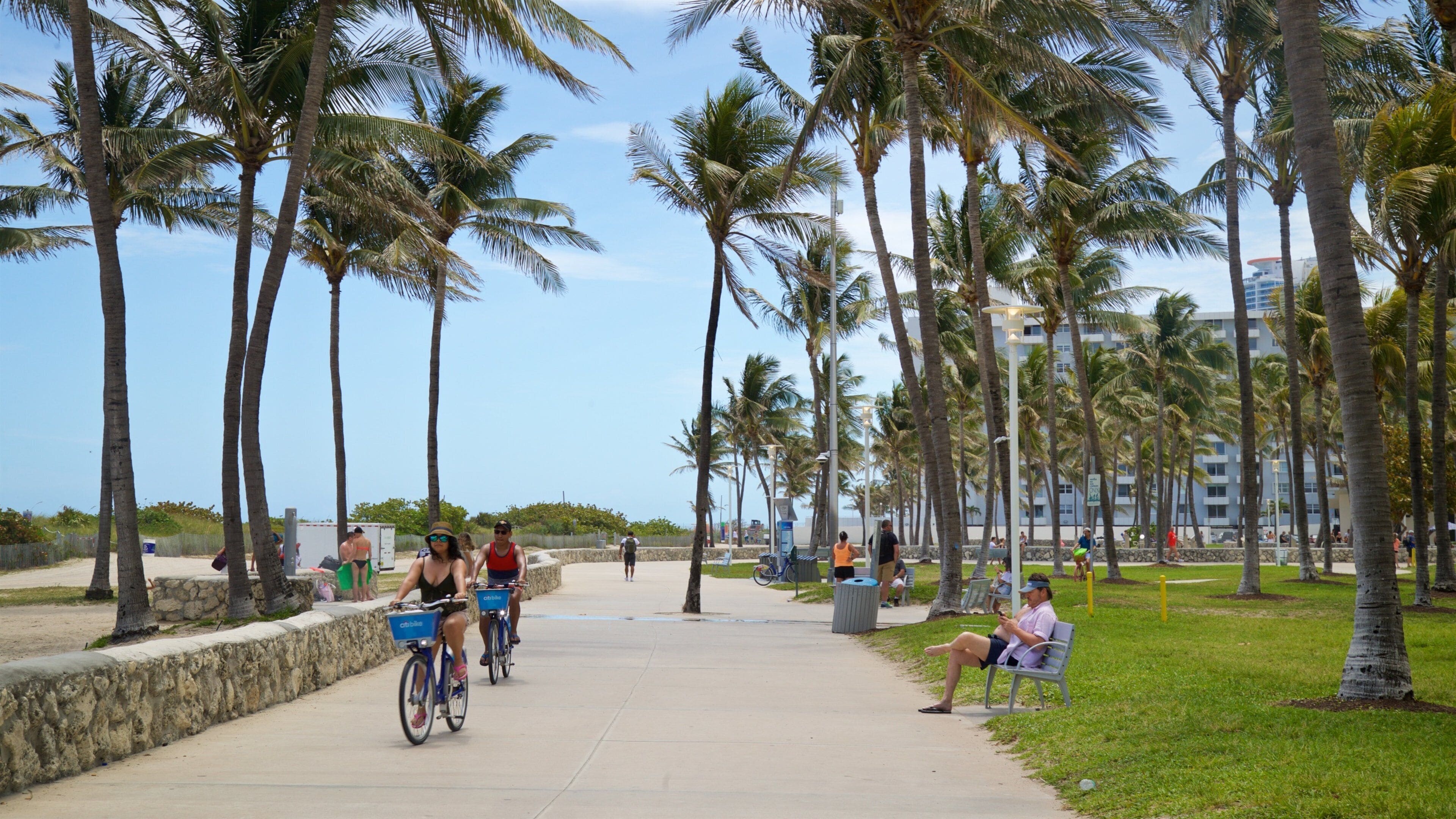 A coastal promenade lined with palm trees and a clear sky.