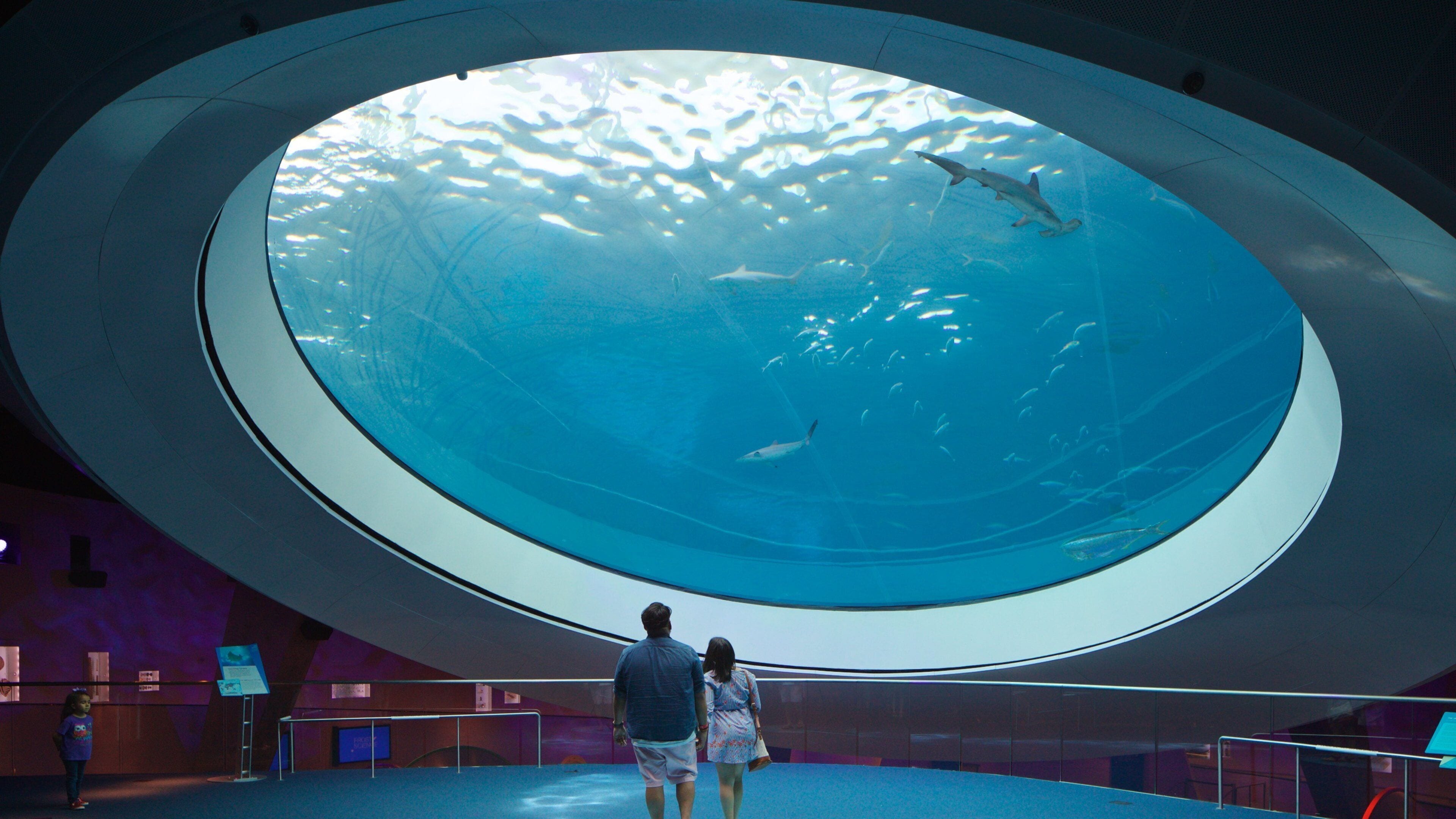 Miami Museum of Science and Space Transit Planetarium showing interior views and marine life as well as a couple