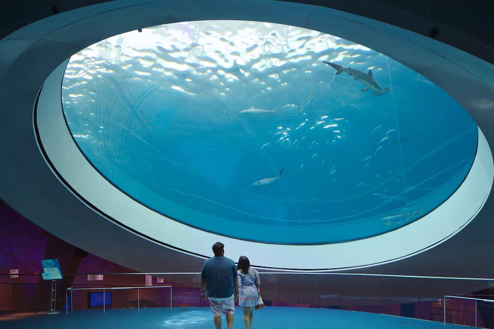 A large aquarium with a circular viewing area, a shark, and a dolphin swimming inside.