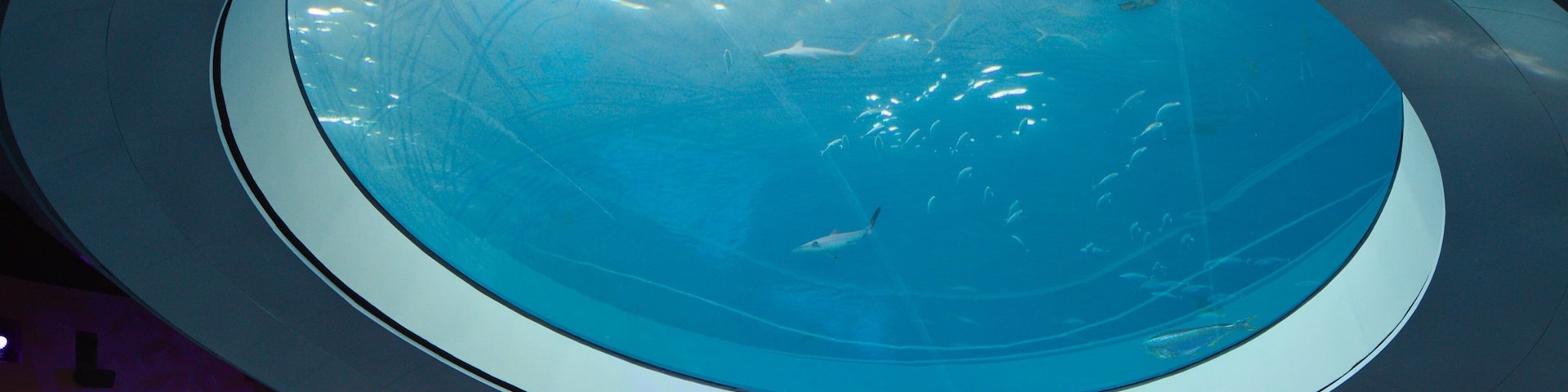 Miami Museum of Science and Space Transit Planetarium showing interior views and marine life as well as a couple