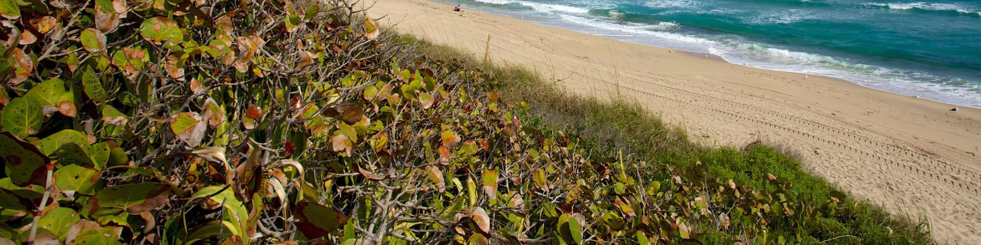 Phipps Ocean Park featuring a coastal town and a sandy beach