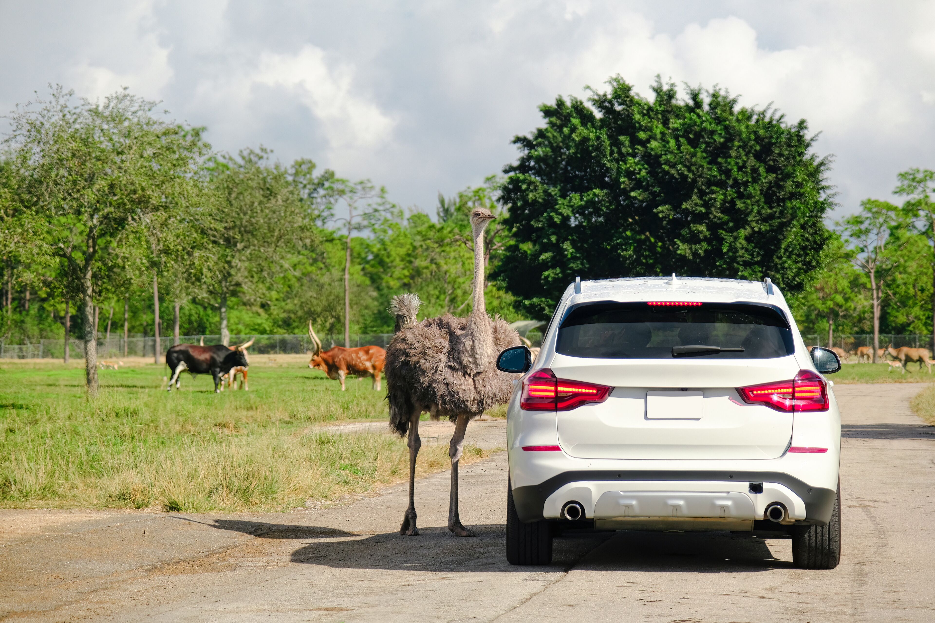 A wild ostrich curious about a white car close to it in West Palm Beach, Florida, United States. Wildlife experience