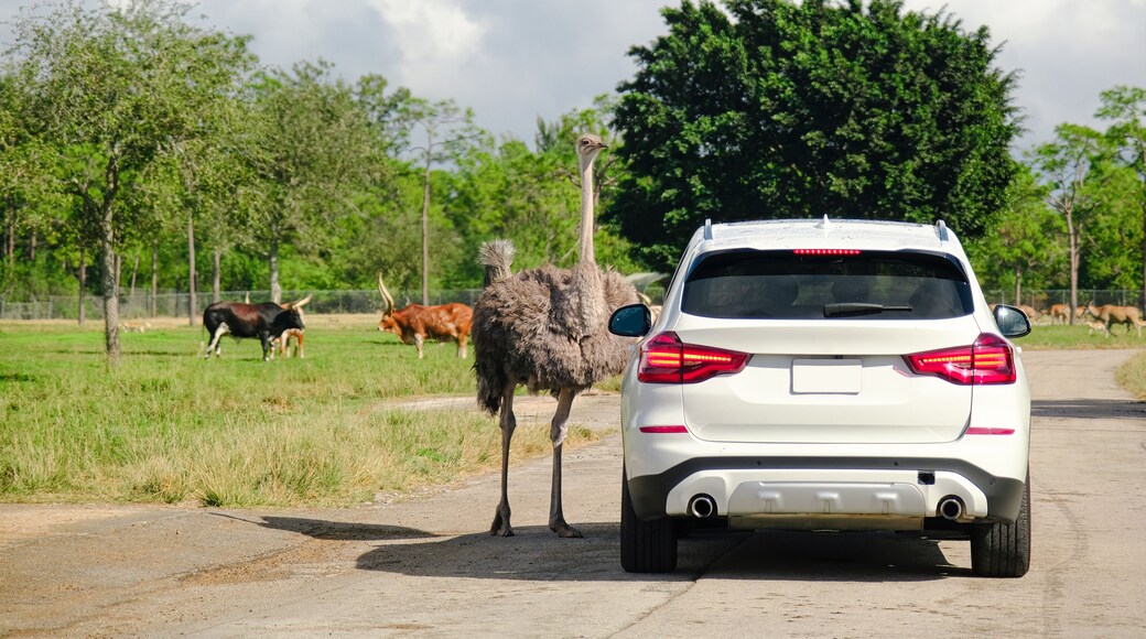 A wild ostrich curious about a white car close to it in West Palm Beach, Florida, United States. Wildlife experience