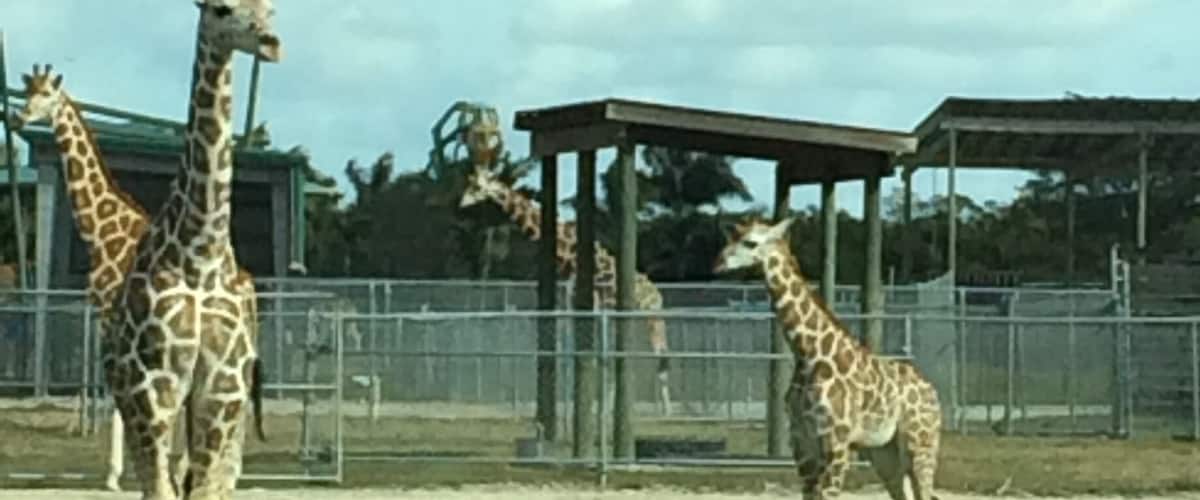 #Giraffes #lioncountrysafari #southflorida