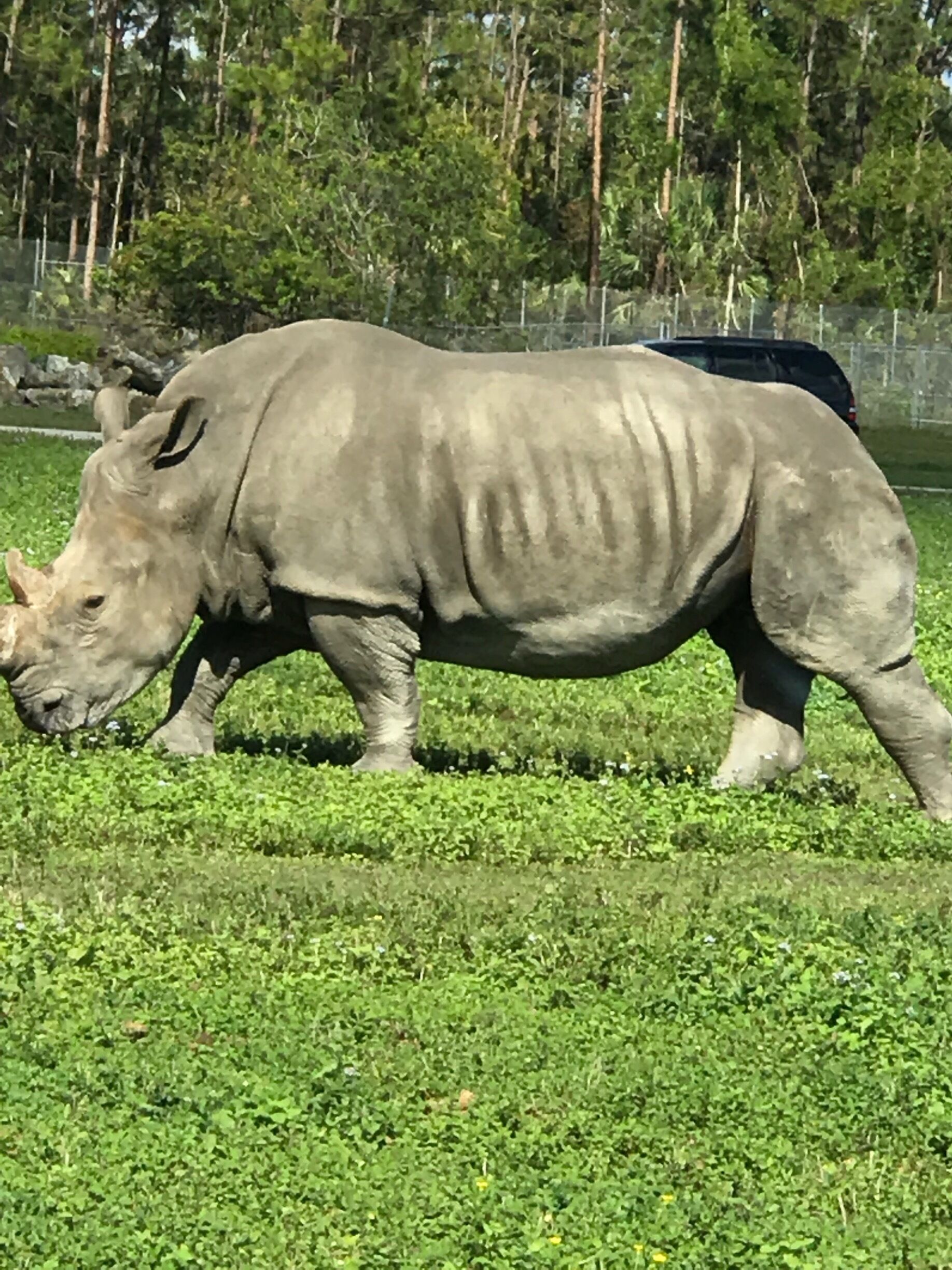 Lion country safari with my grandkids 