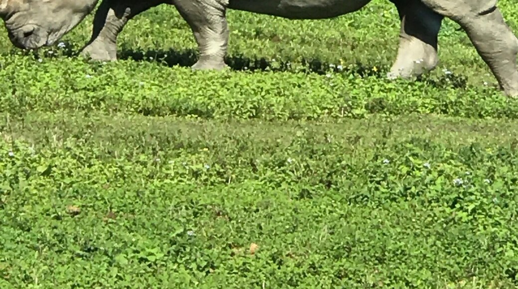 Lion country safari with my grandkids