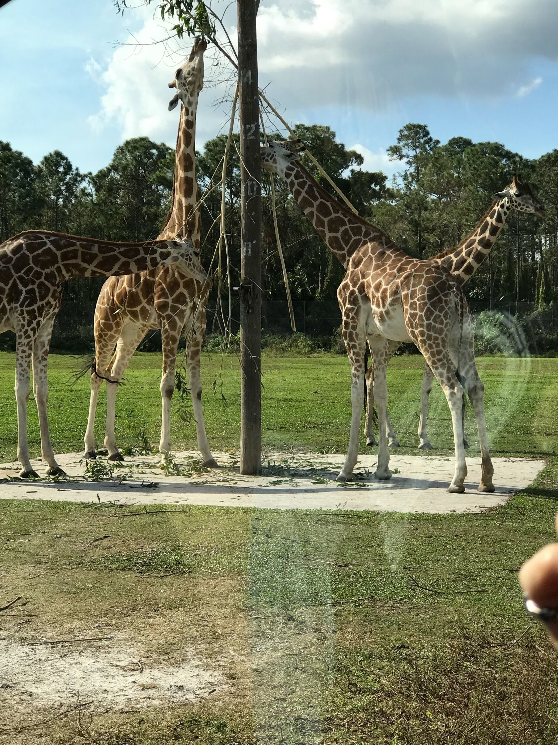 Giraffes at the safari park 