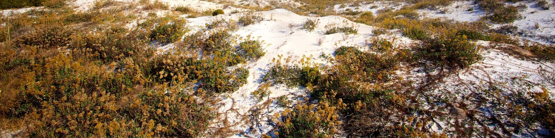 St. Andrews State Park mostrando una playa y vistas de una costa