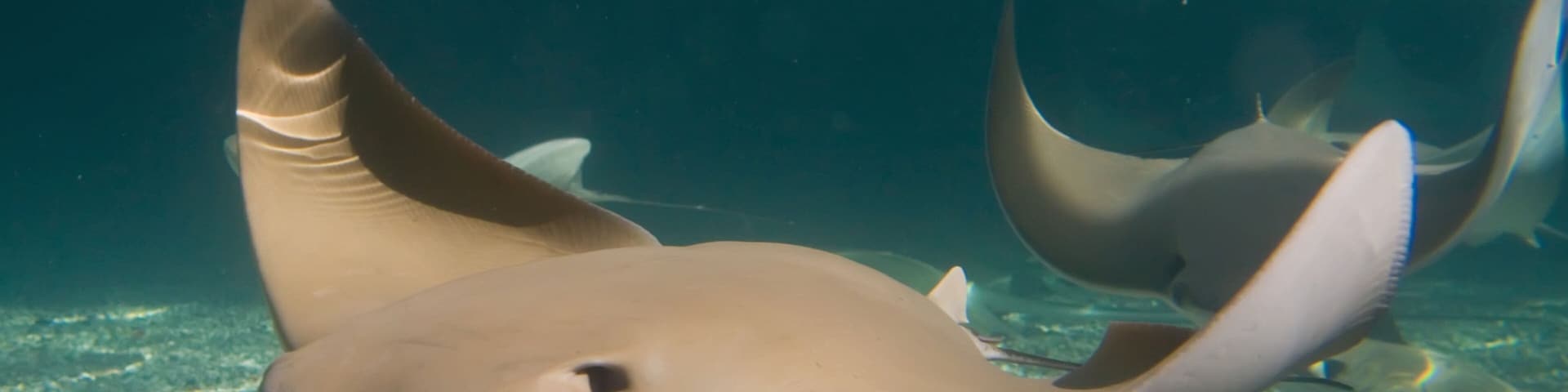 Gulf World Marine Park showing marine life