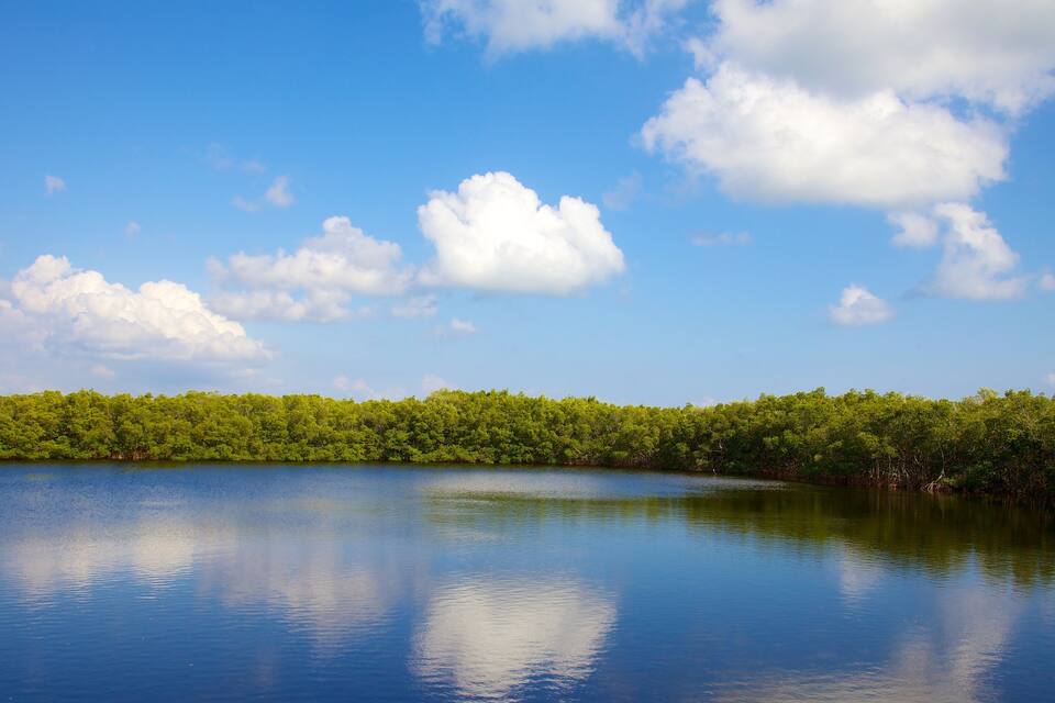 En stilla sjö med en tät skog i bakgrunden och en klarblå himmel med moln.