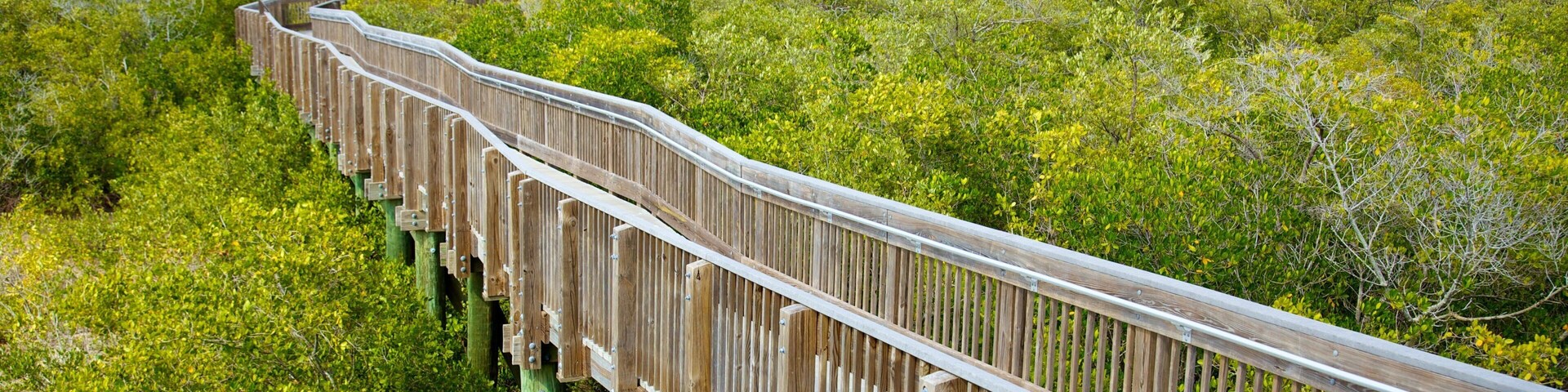 Weedon Island Preserve showing forests and a bridge