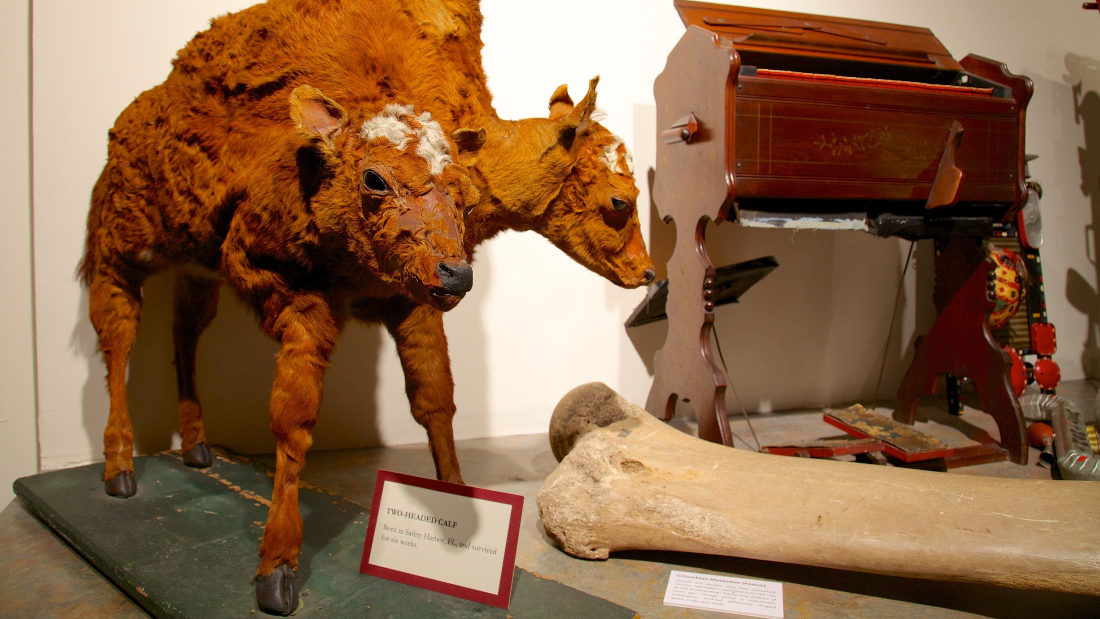 St. Petersburg Museum of History showing interior views