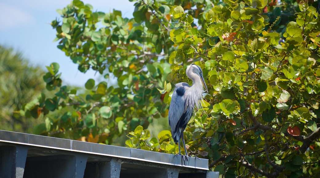 Pioneer Park which includes bird life