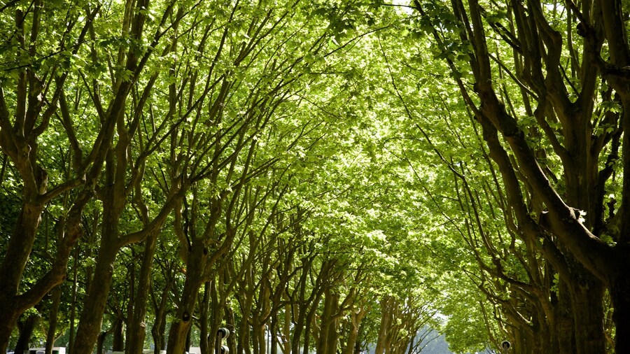 Place des Quinconces which includes a park