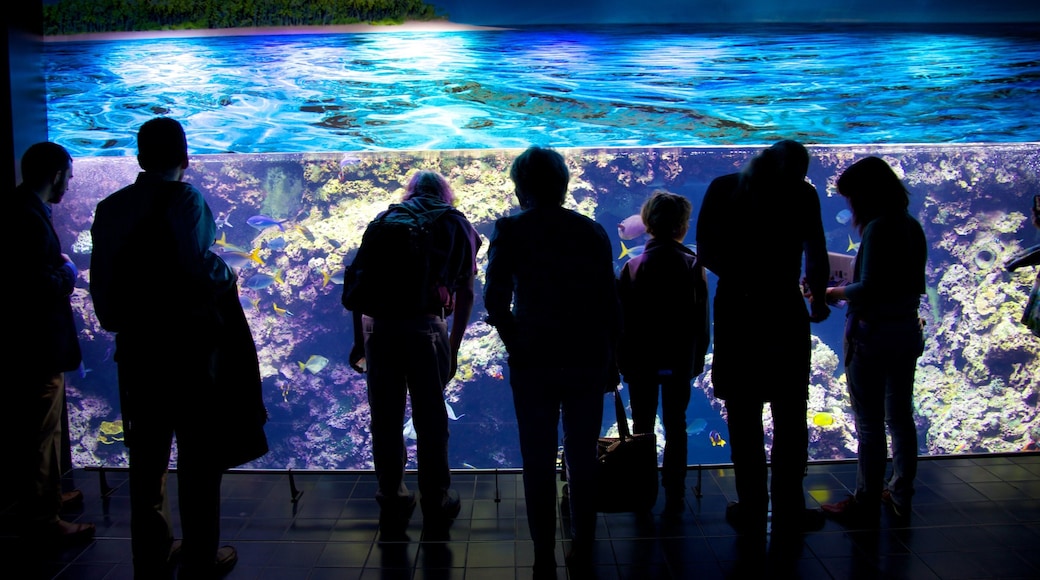 Oceanographic Museum featuring marine life as well as a small group of people