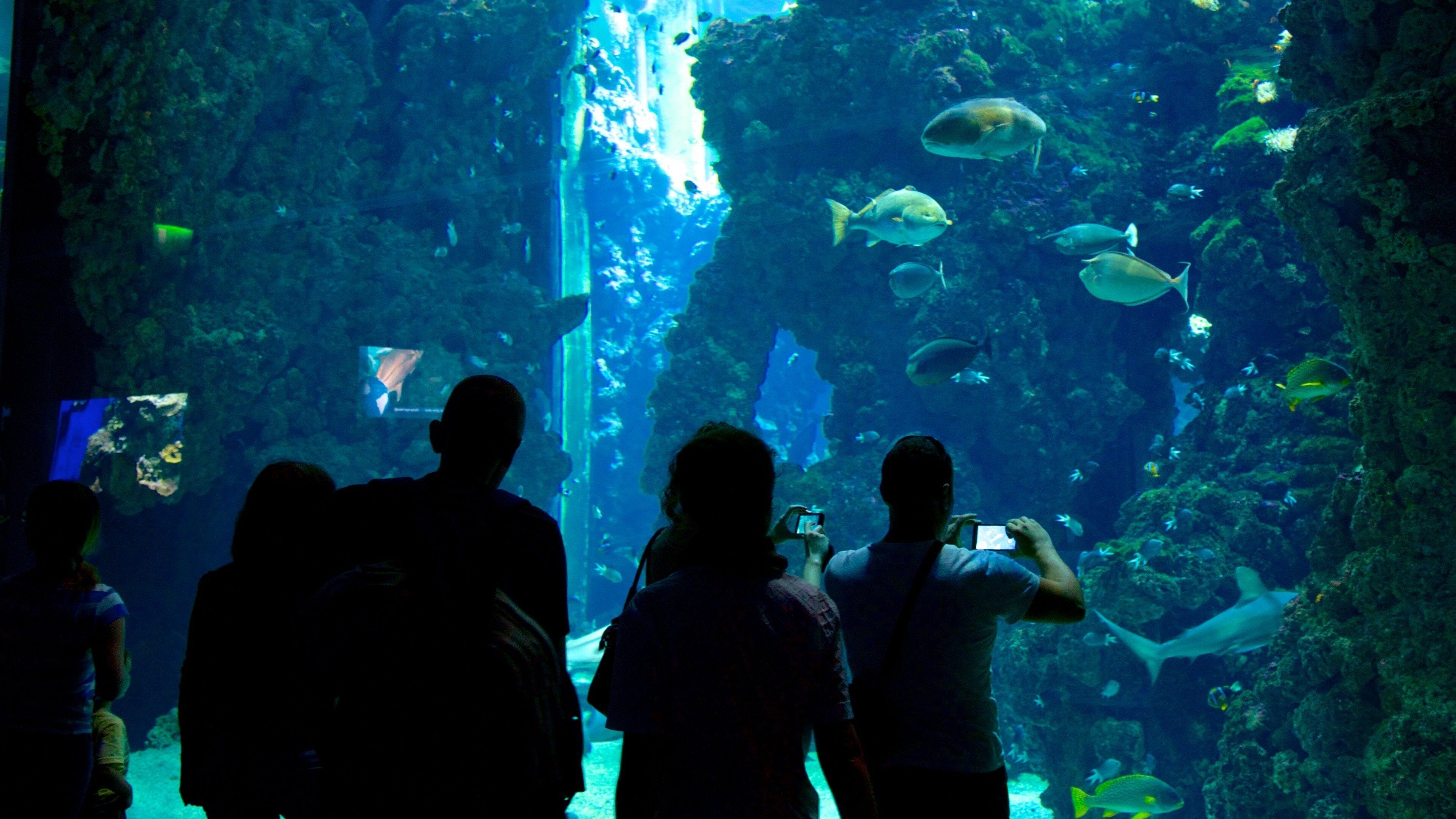 Oceanographic Museum featuring marine life as well as a small group of people