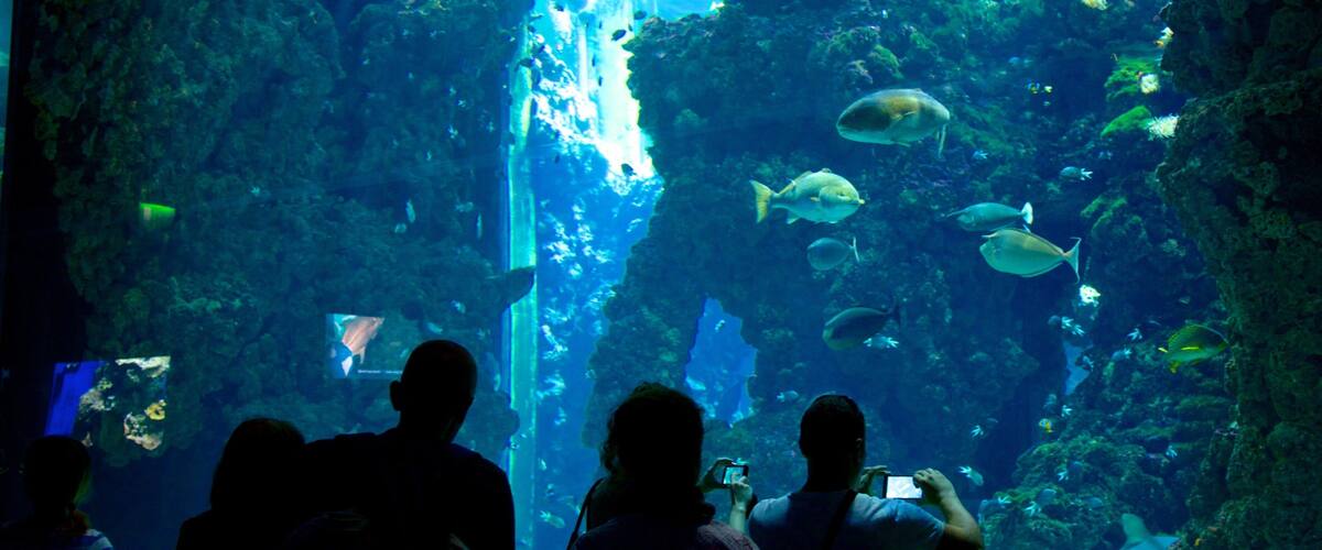 Oceanographic Museum featuring marine life as well as a small group of people
