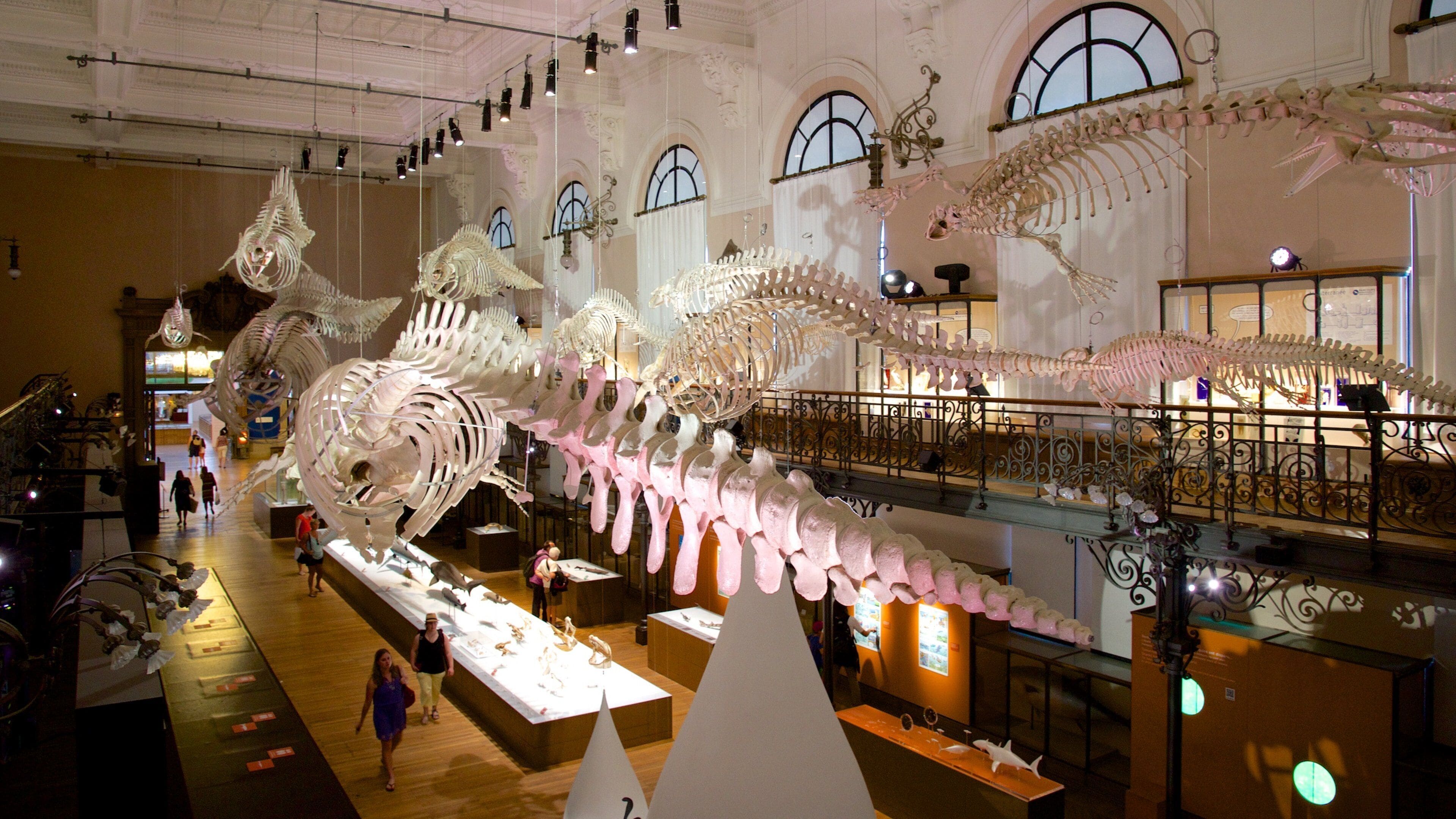 Oceanographic Museum which includes interior views