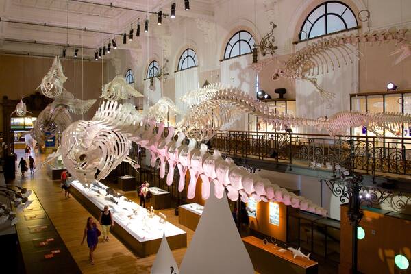 Oceanographic Museum which includes interior views