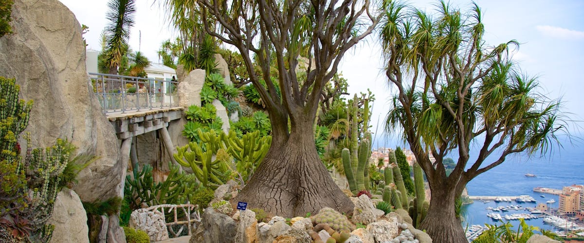 Exotic Garden showing a garden