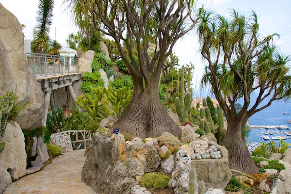 Exotic Garden showing a garden