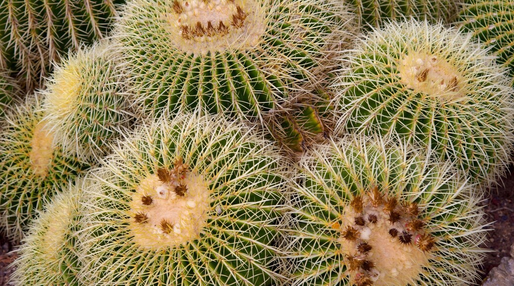 Jardin Exotique featuring desert views