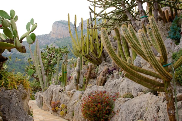 Exotic Garden which includes a garden and desert views