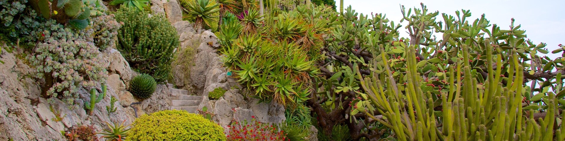 Exotic Garden featuring a park and desert views