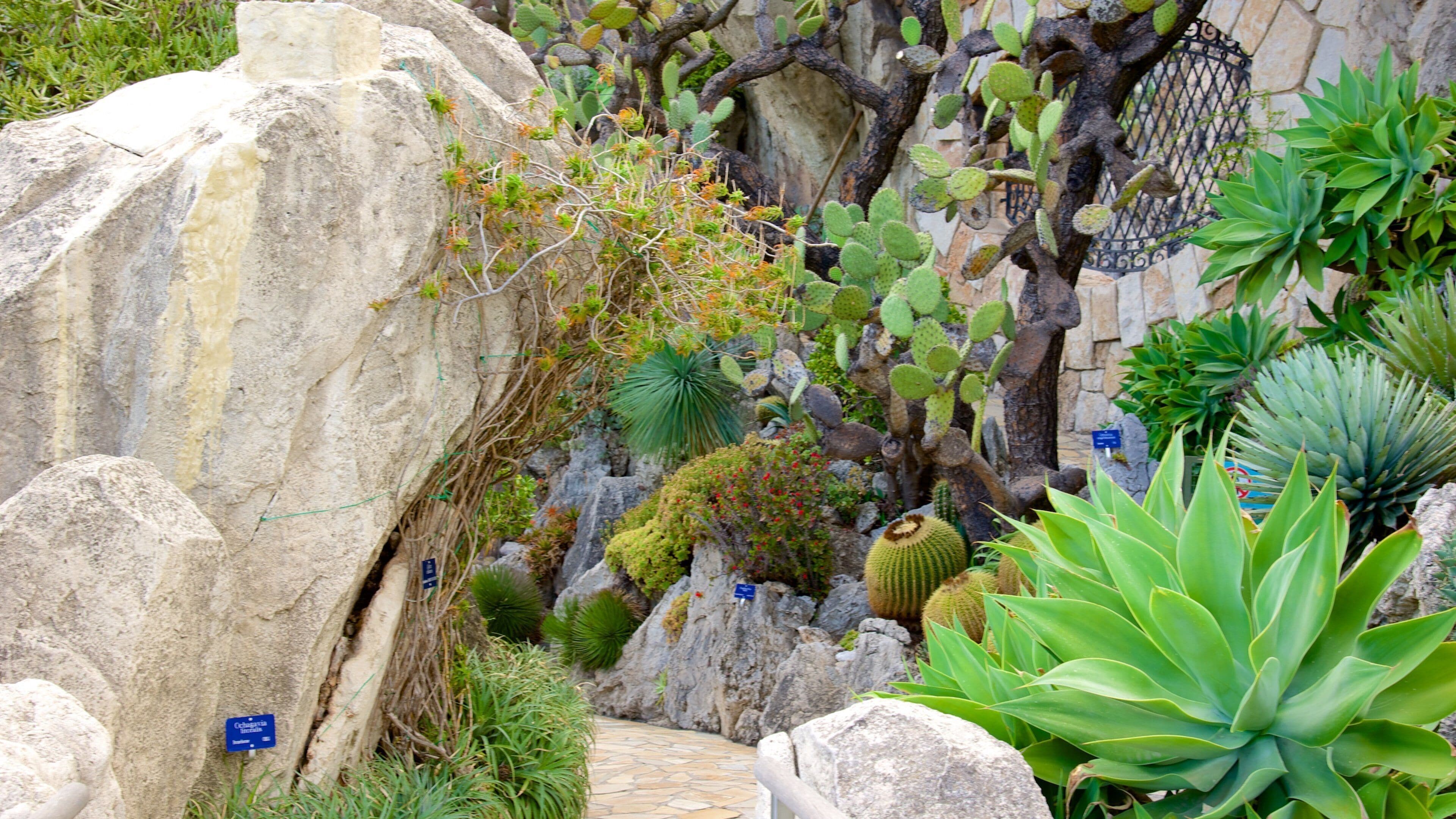 Un jardin de rocaille agrémenté de différentes espèces de cactus et de plantes succulentes.