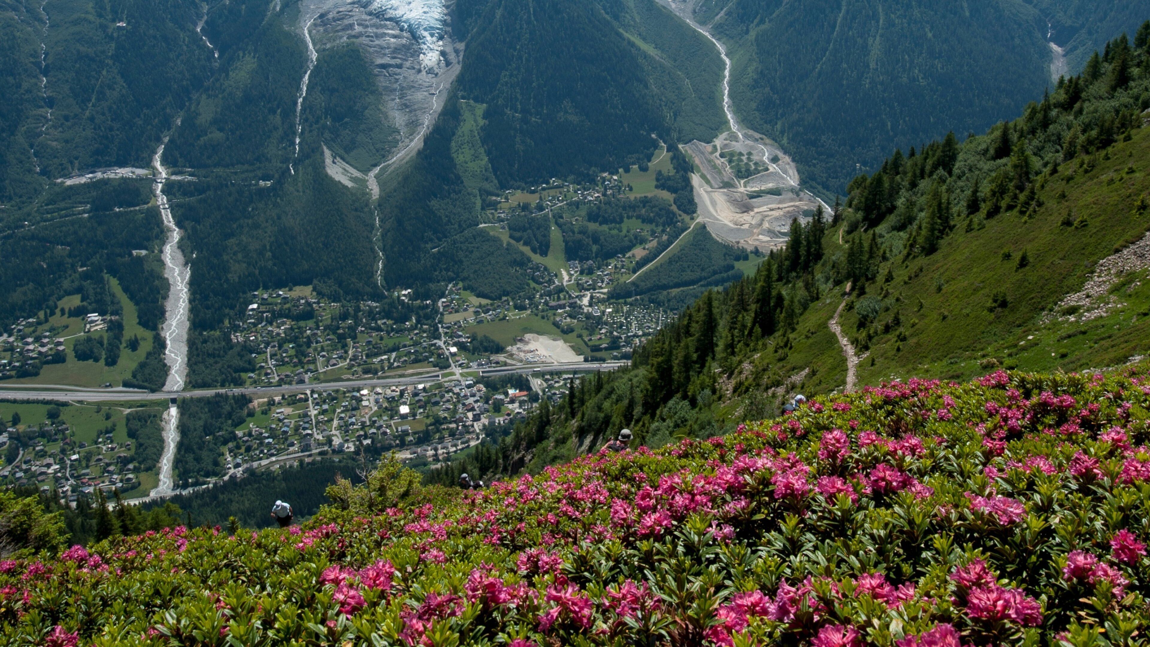 Cordilheira do Mont Blanc caracterizando montanhas, cenas tranquilas e flores silvestres