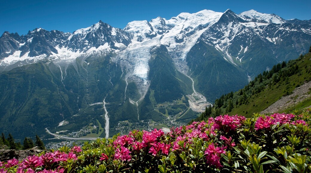 Mont Blanc featuring wild flowers, snow and mountains