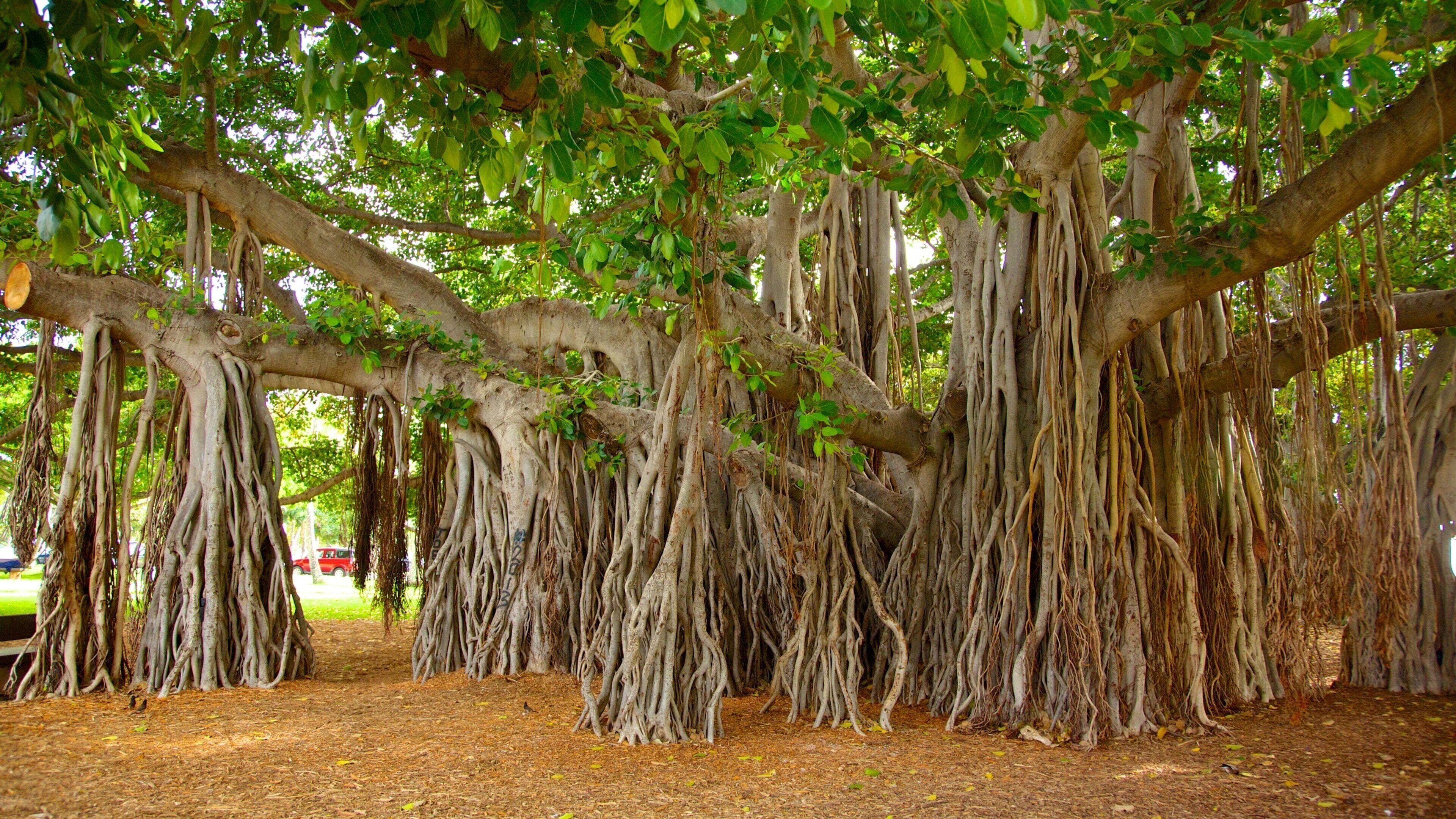 Queen Kapiʻolani Regional Park showing a garden