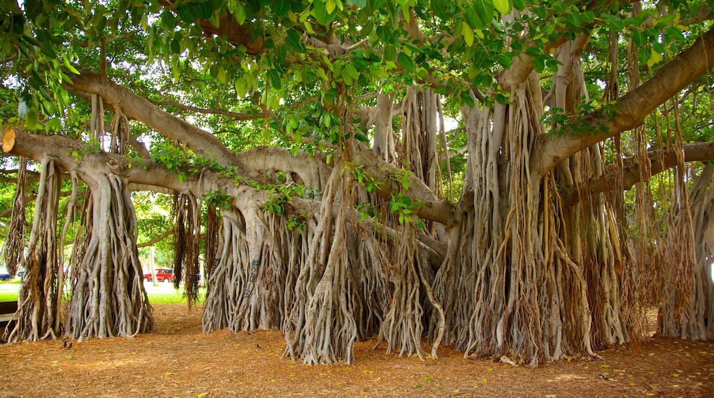 Queen Kapiʻolani Regional Park showing a garden