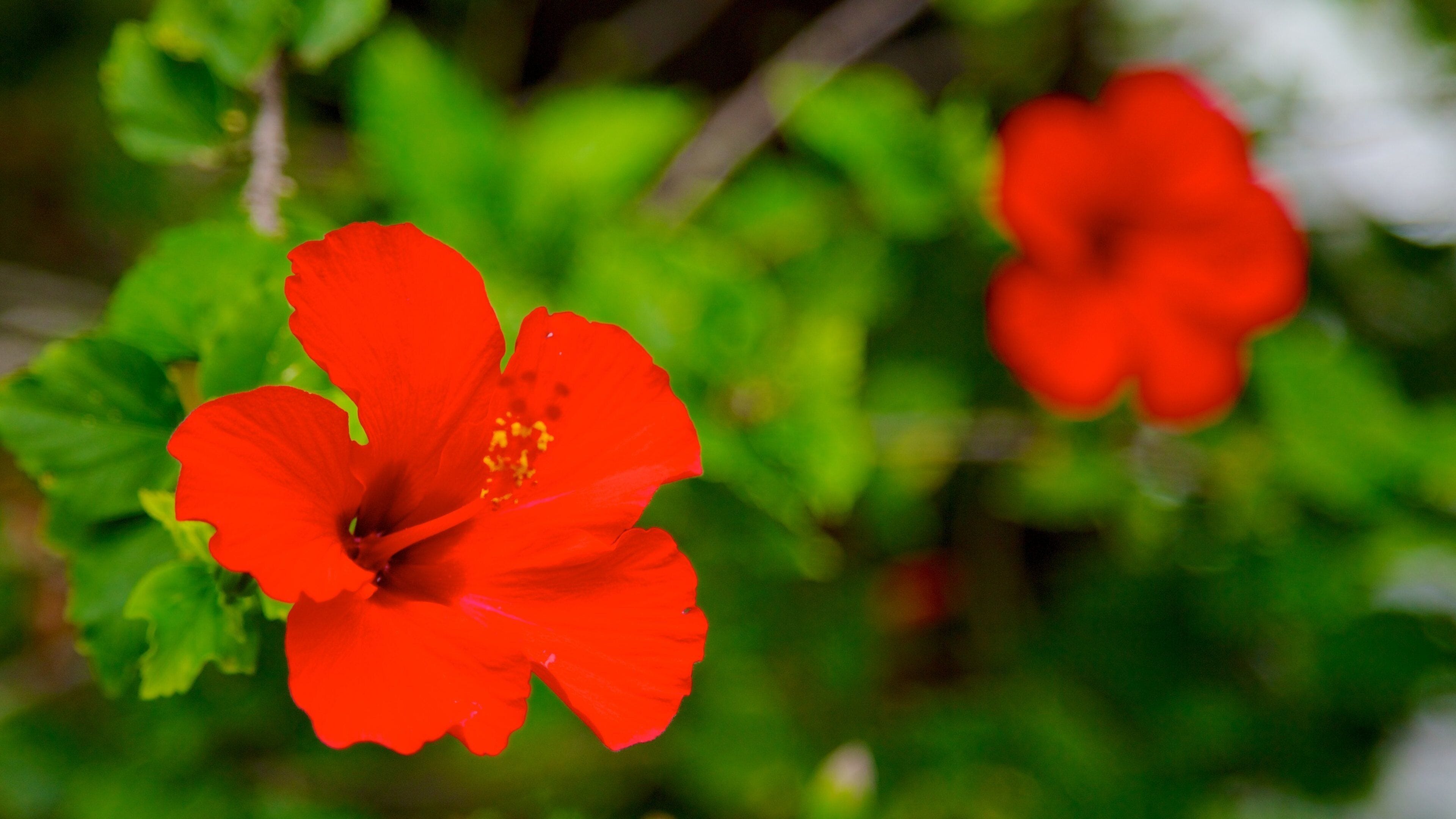 Sadie Seymour Botanical Garden showing wildflowers, a park and flowers