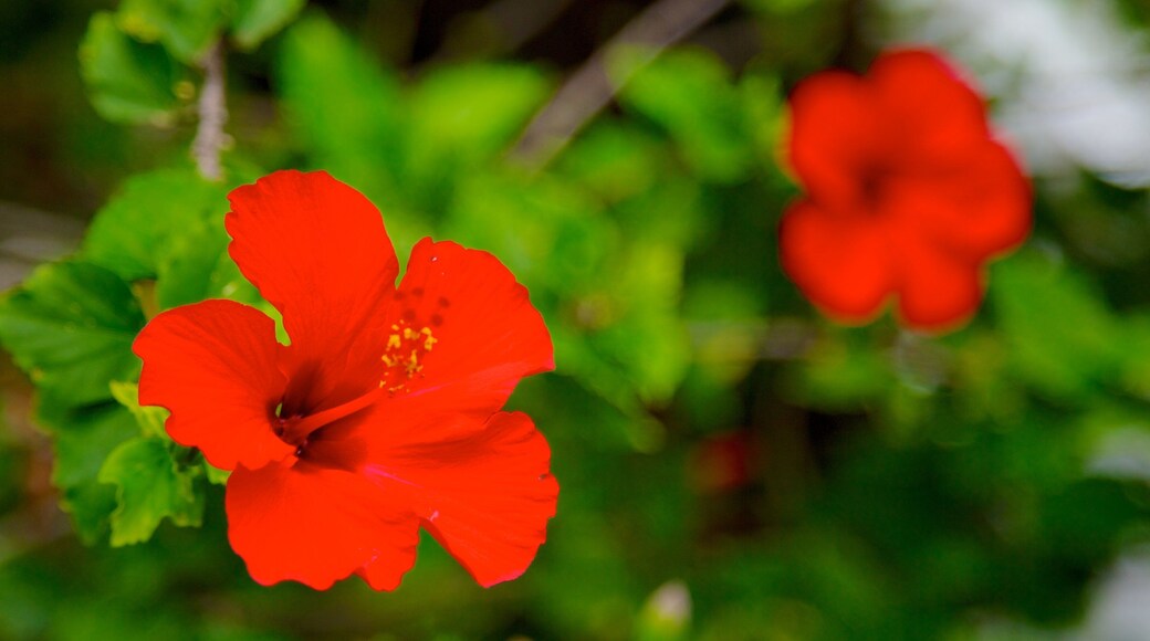 Sadie Seymour Botanical Garden showing wildflowers, a park and flowers