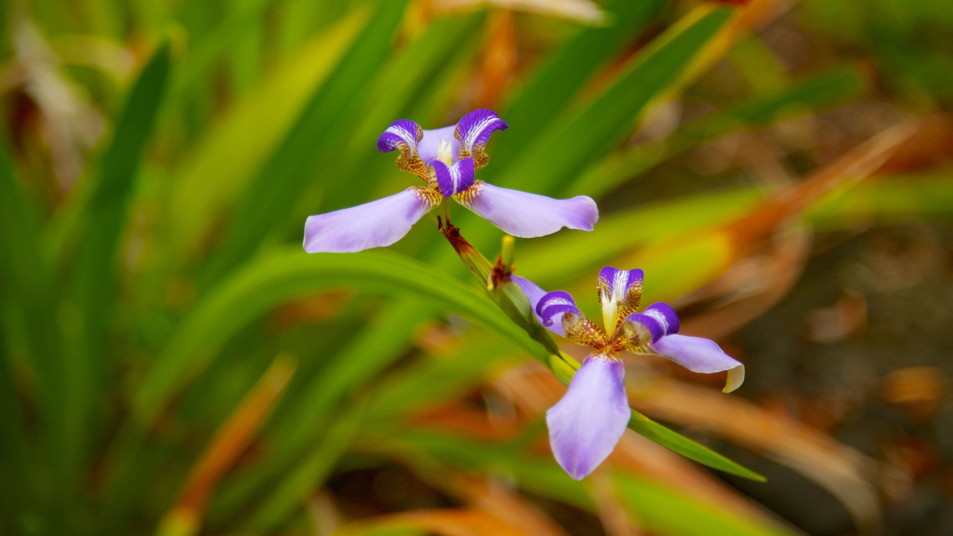 Sadie Seymour Botanical Garden which includes a garden, flowers and wildflowers