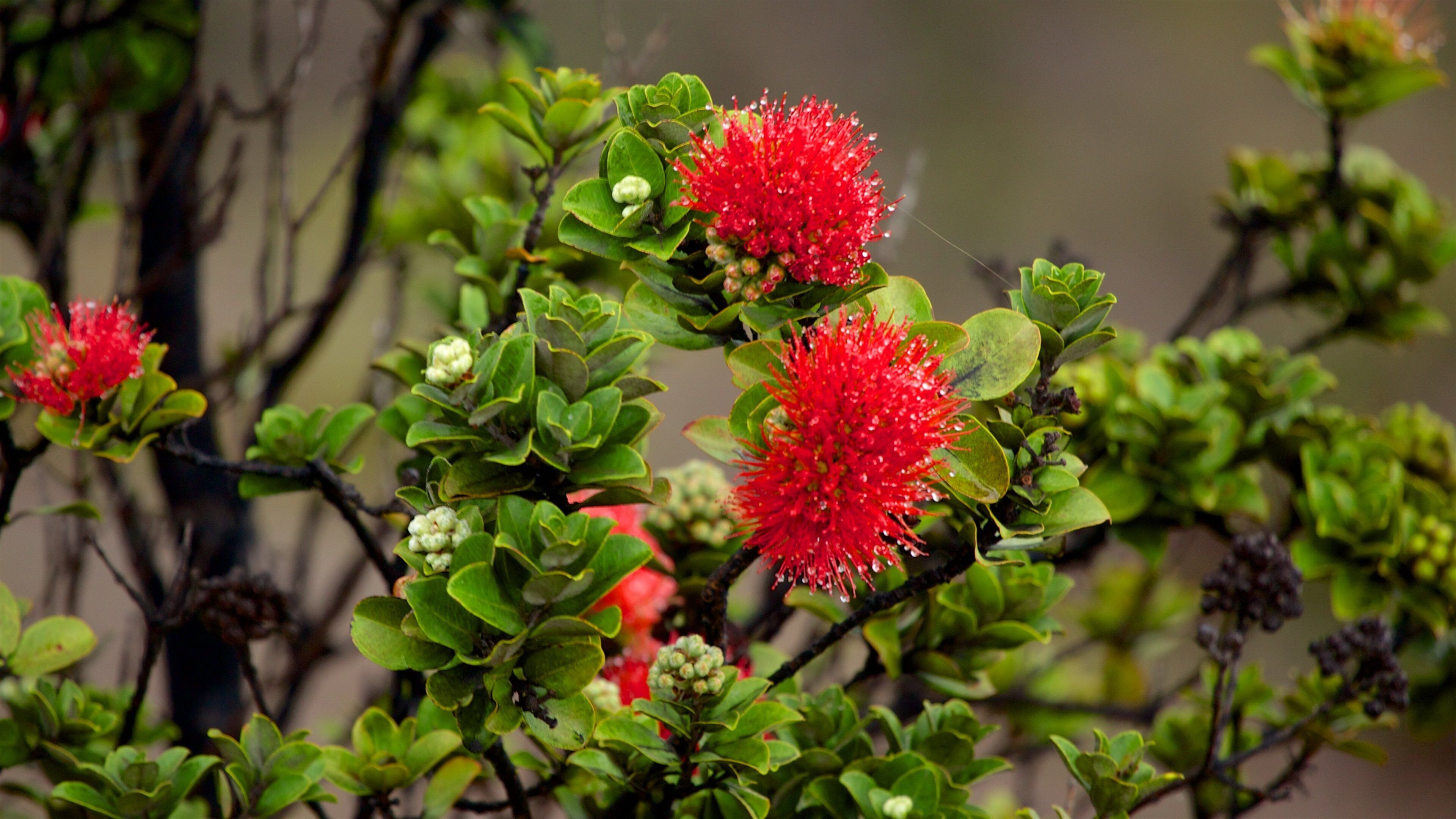 Vườn Quốc gia Hawaii Volcanoes có tính năng hoa dại