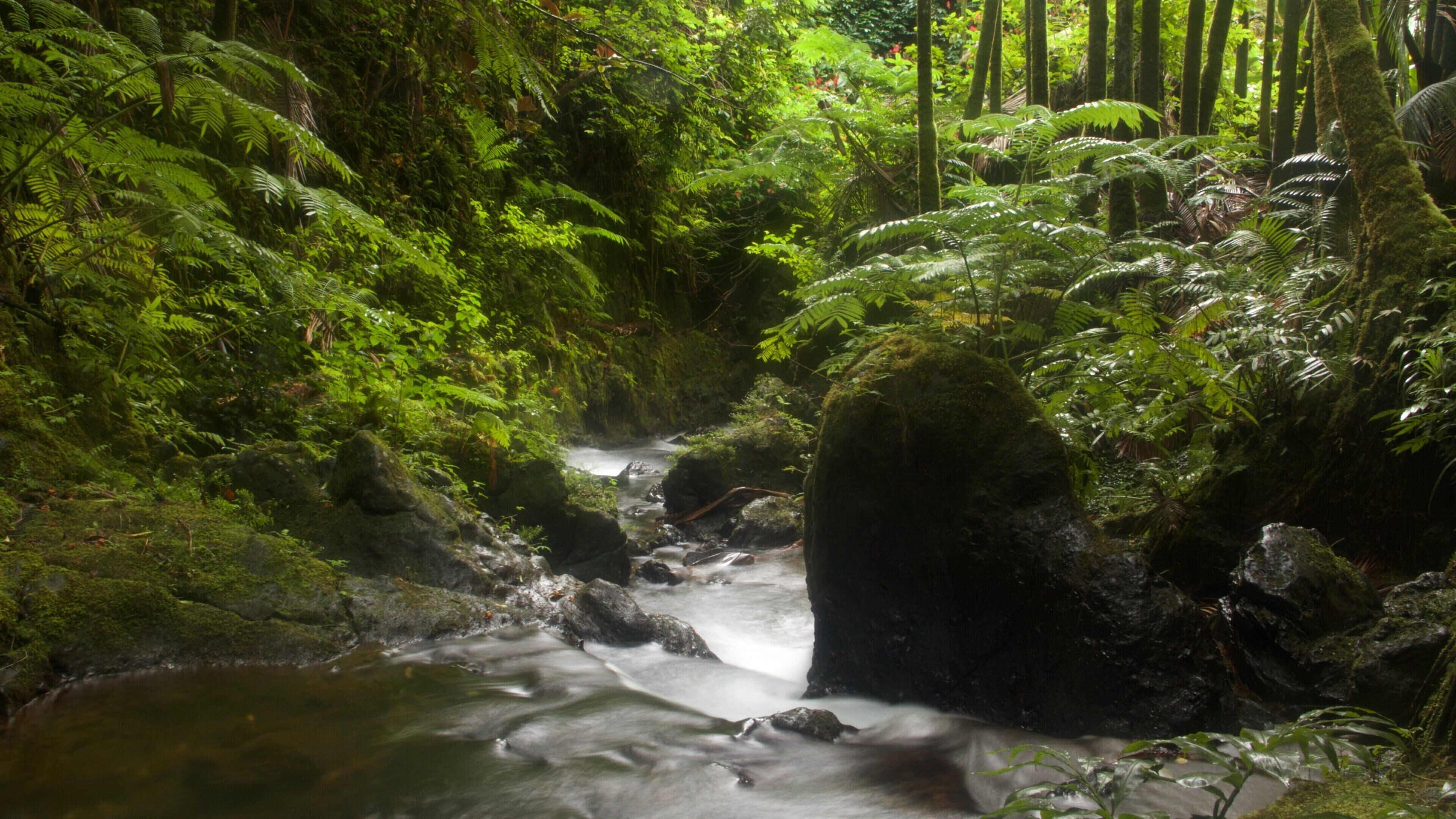 Hawaii Tropical Botanical Garden showing a garden and a waterfall