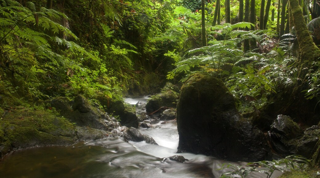 Hawaii Tropical Botanical Garden which includes a cascade and a park