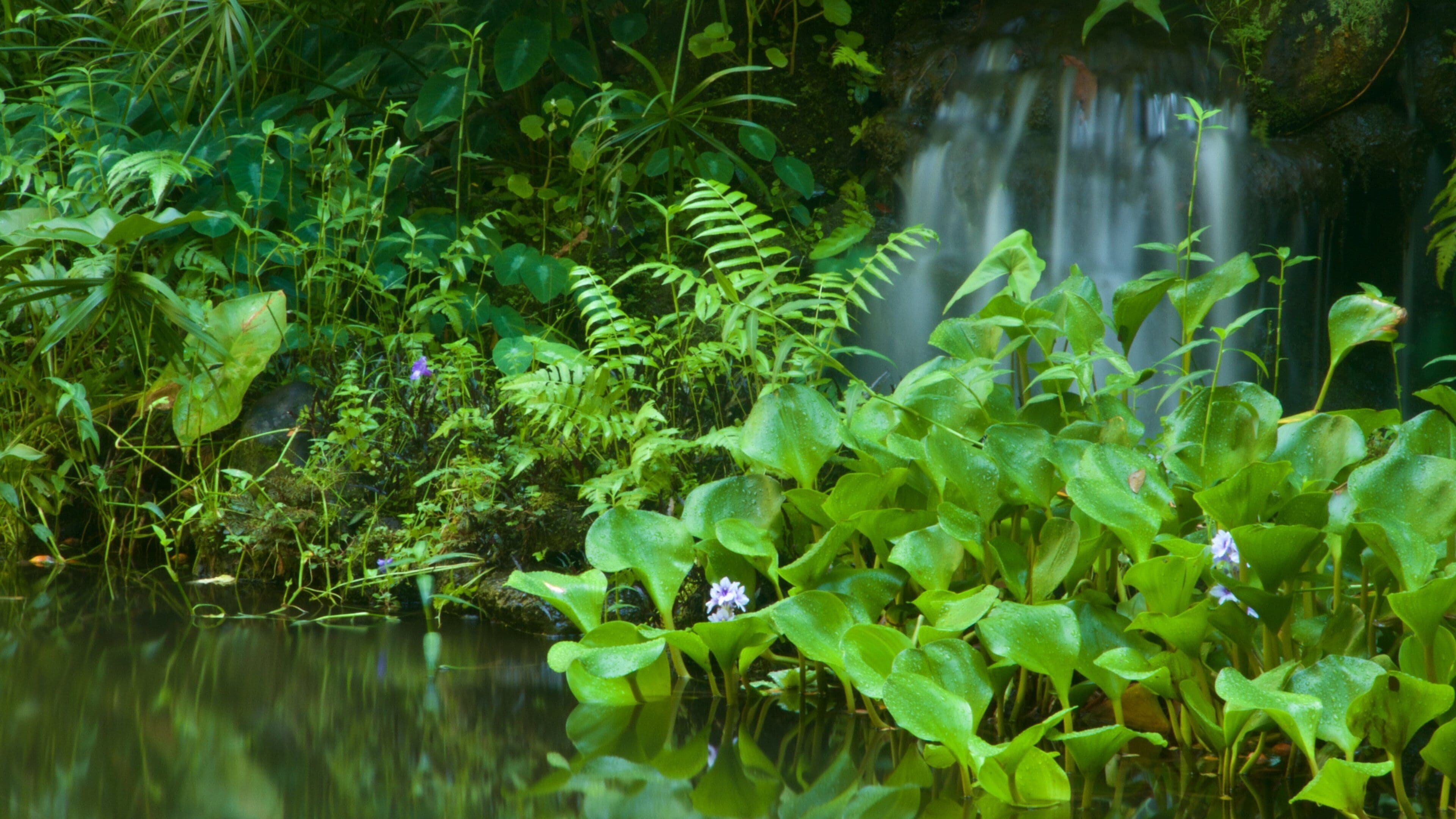 Hawaii Tropical Botanical Garden which includes a park and a cascade