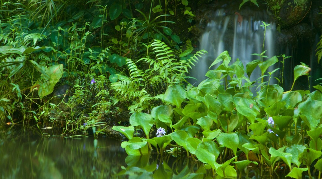 Hawaii Tropical Botanical Garden featuring a garden and a cascade