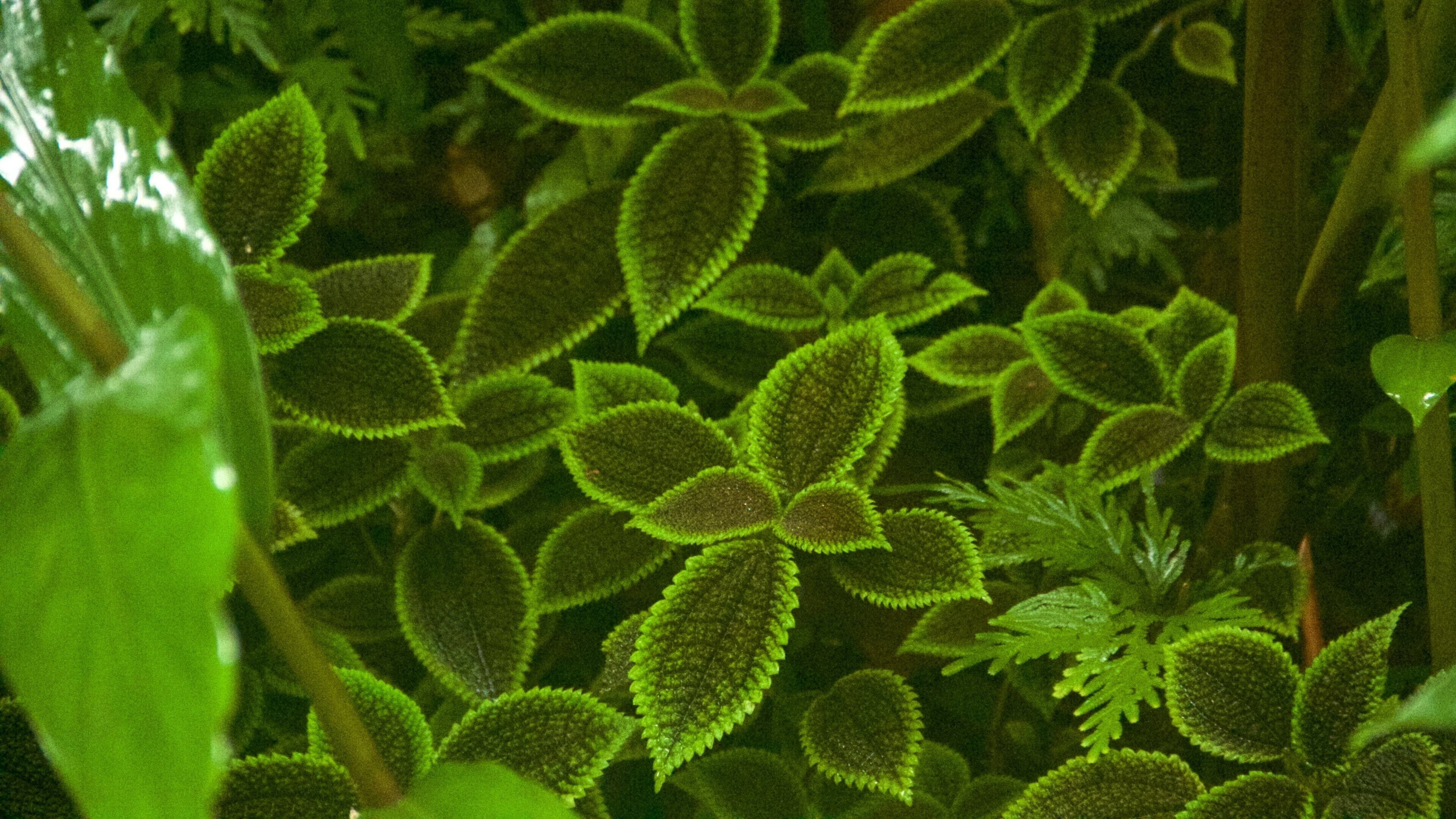 Hawaii Tropical Botanical Garden showing a garden