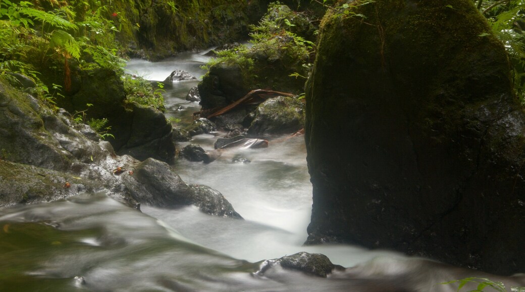 Hawaii Tropical Botanical Garden showing a cascade and a park