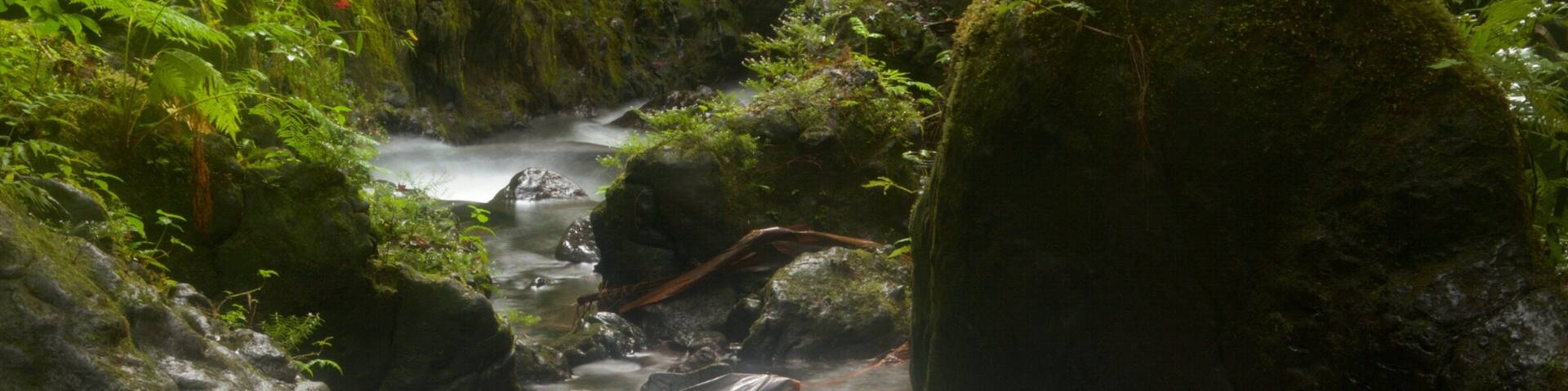 Hawaii Tropical Botanical Garden showing a park and a waterfall