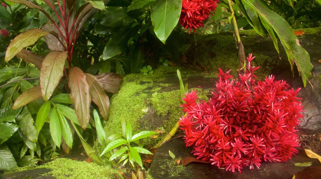 Hawaii Tropical Botanical Garden featuring flowers and a garden