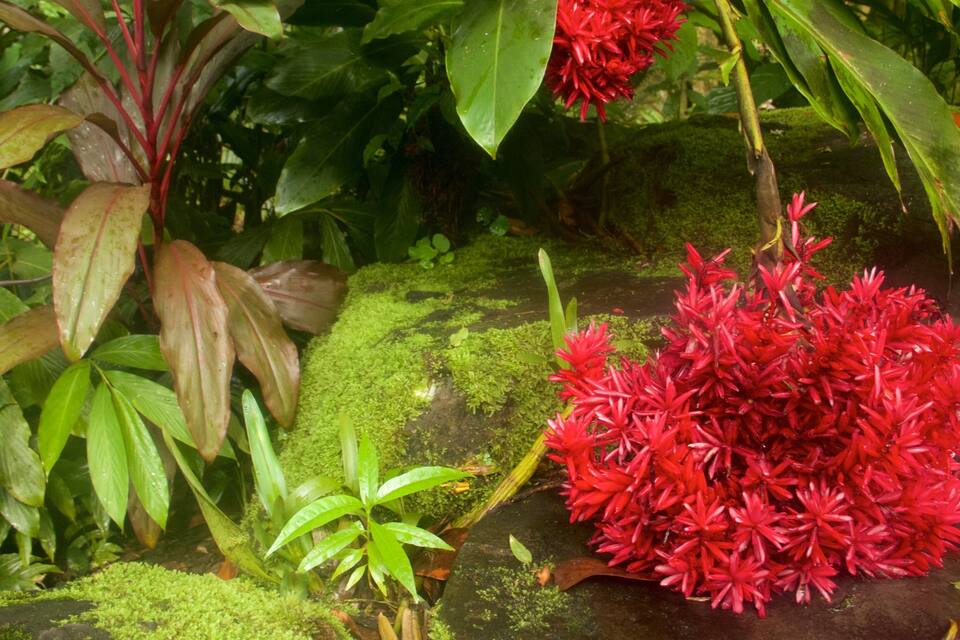 A lush garden with vibrant red flowers, green foliage, and moss-covered rocks.