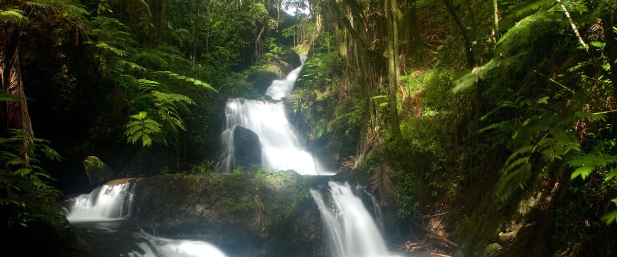 Hawaii Tropical Botanical Garden featuring a cascade and a park